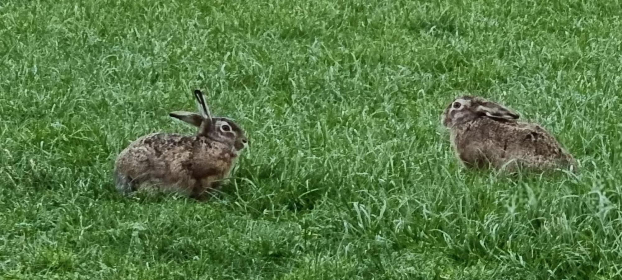B&B Zusenzomer Oostwoud Kültér fotó
